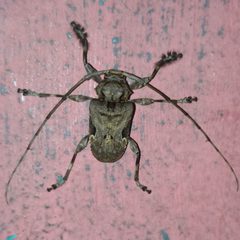 Lagocheirus araneiformis 343000813 by Ramón García. Used under a CC BY 4.0 license.