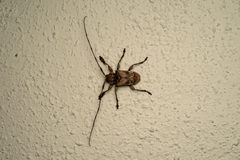 Lagocheirus araneiformis 358409189 by threeagoutdoors. Used under a CC BY 4.0 license.