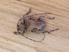 Lagocheirus obsoletus by Jean-Michel Maes. Used under a CC BY-SA 4.0 license.