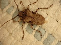 Lagocheirus obsoletus 332586400 by Mike Bowie. Used under a CC BY 4.0 license.