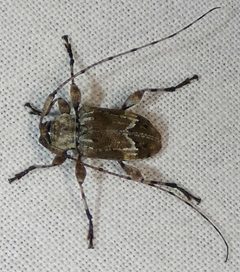 Leptostylopsis planidorsus 219588552 by kcthetc1. Used under a CC0 license.