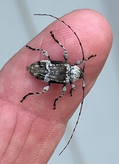 Leptostylopsis planidorsus 308143750 by drnancyjackson. Used under a CC BY 4.0 license.