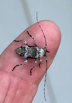 Leptostylopsis planidorsus 308143802 by drnancyjackson. Used under a CC BY 4.0 license.