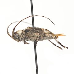 Leptostylopsis planidorsus 352443471 by University of Delaware Insect Research Collection. Used under a CC0 license.