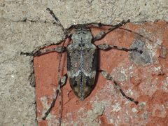 Leptostylopsis planidorsus 3977330 by John P Friel. Used under a CC BY 4.0 license.