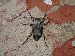 Leptostylopsis planidorsus 4203148 by John P Friel. Used under a CC BY 4.0 license.