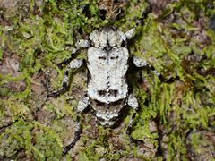Leptostylus asperatus 108436082 by John P Friel. Used under a CC BY 4.0 license.