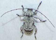 Leptostylus asperatus 114419495 by kcthetc1. Used under a CC0 license.