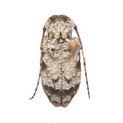 Leptostylus asperatus 352443577 by University of Delaware Insect Research Collection. Used under a CC0 license.