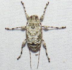 Leptostylus asperatus 368833949 by kcthetc1. Used under a CC0 license.