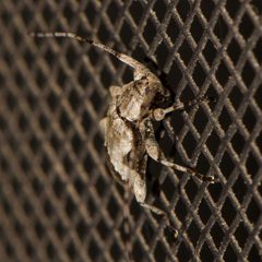 Leptostylus cretatellus 284827917 by Shannon Foreman. Used under a CC BY 4.0 license.