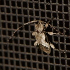 Leptostylus cretatellus 284827921 by Shannon Foreman. Used under a CC BY 4.0 license.