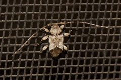 Leptostylus cretatellus 284827928 by Shannon Foreman. Used under a CC BY 4.0 license.