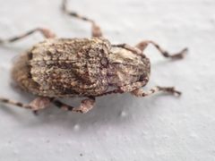 Leptostylus transversus 122179996 by drnancyjackson. Used under a CC BY 4.0 license.