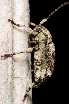 Leptostylus transversus 74064848 by Justin Williams. Used under a CC BY 4.0 license.
