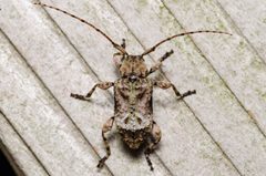 Leptostylus transversus 75684917 by Justin Williams. Used under a CC BY 4.0 license.