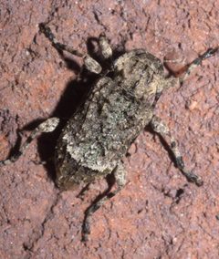 Leptostylus transversus P1190519a by 
xpda. Used under a CC BY-SA 4.0 license.