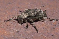 Leptostylus transversus P1190522a by 
xpda. Used under a CC BY-SA 4.0 license.