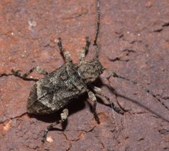 Leptostylus transversus P1200464b by 
xpda. Used under a CC BY-SA 4.0 license.