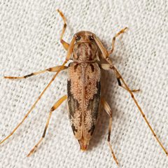 Lepturges angulatus 275761865 by Justin Williams. Used under a CC BY 4.0 license.