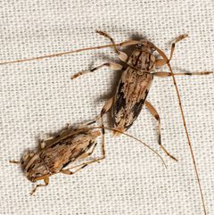 Lepturges angulatus 275762392 by Justin Williams. Used under a CC BY 4.0 license.
