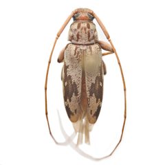 Lepturges angulatus 352443672 by University of Delaware Insect Research Collection. Used under a CC0 license.