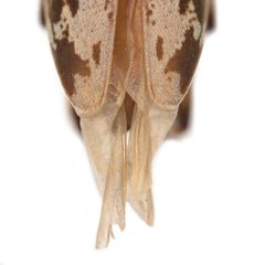 Lepturges angulatus 352443691 by University of Delaware Insect Research Collection. Used under a CC0 license.