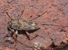 Lepturges angulatus P1200873a by 
xpda. Used under a CC BY-SA 4.0 license.