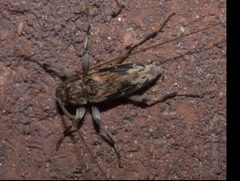 Lepturges angulatus P1220801a by 
xpda. Used under a CC BY-SA 4.0 license.