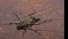 Lepturges angulatus P1220802a by 
xpda. Used under a CC BY-SA 4.0 license.