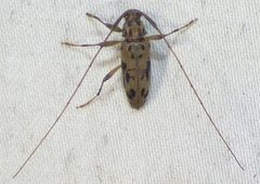 Lepturges pictus 136928529 by kcthetc1. Used under a CC0 license.