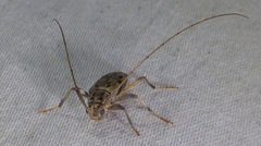 Lepturges pictus 136928544 by kcthetc1. Used under a CC0 license.