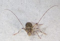 Lepturges pictus 136928557 by kcthetc1. Used under a CC0 license.