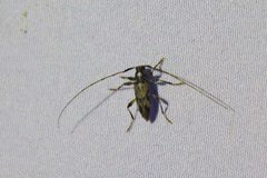 Lepturges pictus 138365733 by psweet. Used under a CC BY-SA 4.0 license.