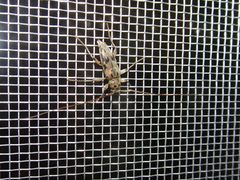 Lepturges pictus 79667060 by Thomas Koffel. Used under a CC BY 4.0 license.