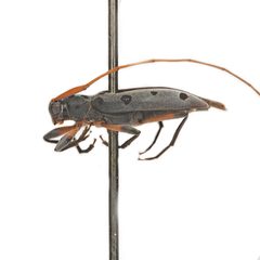 Lepturges regularis 352443710 by University of Delaware Insect Research Collection. Used under a CC0 license.