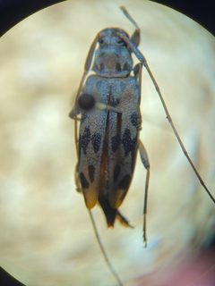 Lepturges symmetricus 214121521 by Emily Franzen. Used under a CC BY 4.0 license.