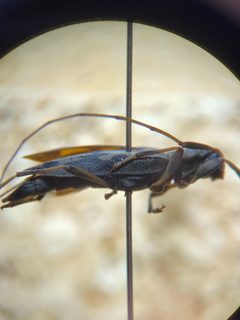 Lepturges symmetricus 214121548 by Emily Franzen. Used under a CC BY 4.0 license.