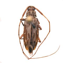 Lepturges symmetricus 352443716 by University of Delaware Insect Research Collection. Used under a CC0 license.