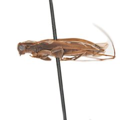 Lepturges symmetricus 352443724 by University of Delaware Insect Research Collection. Used under a CC0 license.