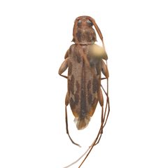 Lepturges symmetricus 352443736 by University of Delaware Insect Research Collection. Used under a CC0 license.