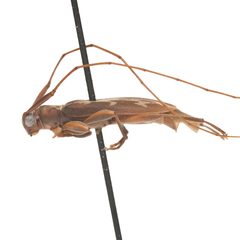 Lepturges symmetricus 352443742 by University of Delaware Insect Research Collection. Used under a CC0 license.