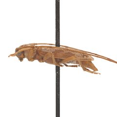 Lepturges vogti 352305187 by University of Delaware Insect Research Collection. Used under a CC0 license.
