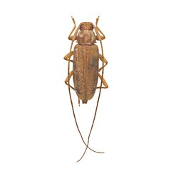 Lepturges vogti 352305189 by University of Delaware Insect Research Collection. Used under a CC0 license.
