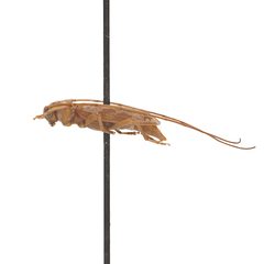 Lepturges vogti 352305193 by University of Delaware Insect Research Collection. Used under a CC0 license.