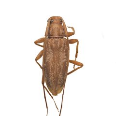 Lepturges vogti 352305289 by University of Delaware Insect Research Collection. Used under a CC0 license.