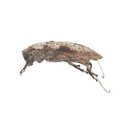 Sternidius centralis 352305385 by University of Delaware Insect Research Collection. Used under a CC0 license.