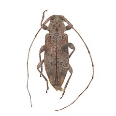 Sternidius chemsaki 352305409 by University of Delaware Insect Research Collection. Used under a CC0 license.