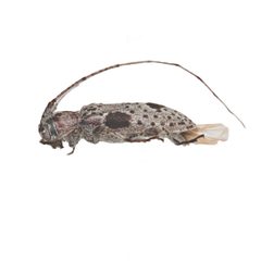 Sternidius imitans 352305489 by University of Delaware Insect Research Collection. Used under a CC0 license.