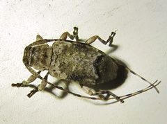 Sternidius mimeticus 113498362 by Annika Lindqvist. Used under a CC BY 4.0 license.